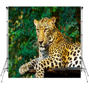 Leopard Cat Custom Size Backdrop