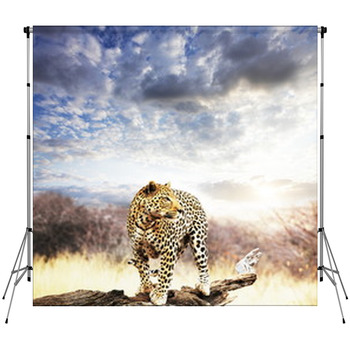 Leopard Custom Size Backdrop