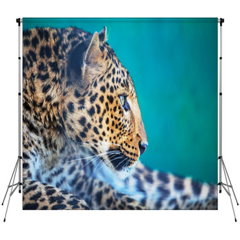 Leopard Custom Size Backdrop