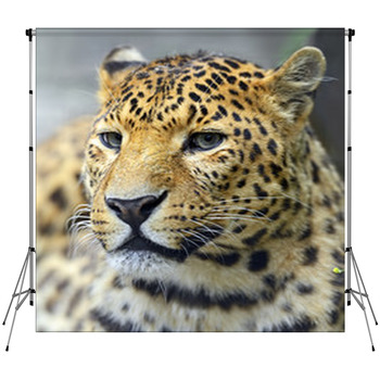 Leopard Custom Size Backdrop