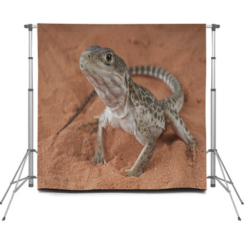 Leopard Lizard / Gambelia Custom Size Backdrop