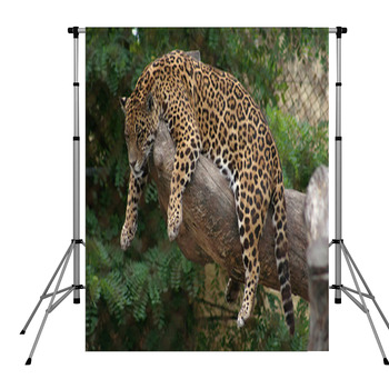 Léopard Perché Pole Pocket Backdrop