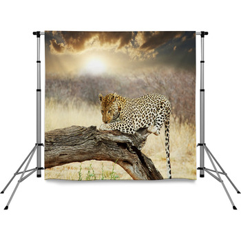 Leopard Pole Pocket Backdrop
