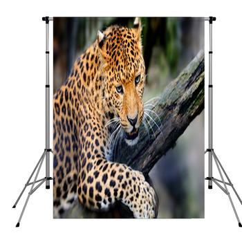 Leopard Pole Pocket Backdrop