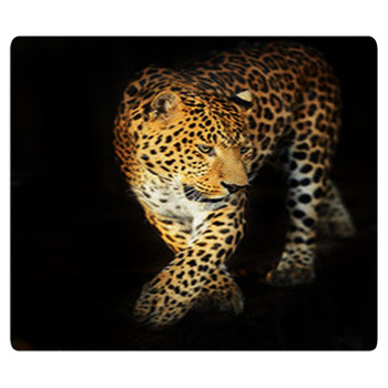 Leopard Portrait Area Rug