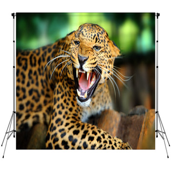 Leopard Portrait Custom Size Backdrop