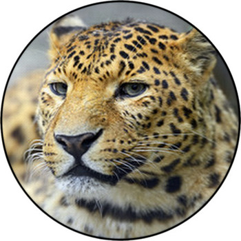 Leopard Round Rug