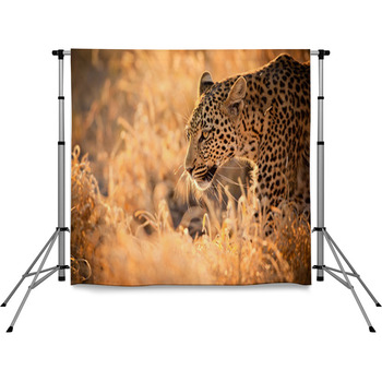 Leopard Walking At Sunset Pole Pocket Backdrop