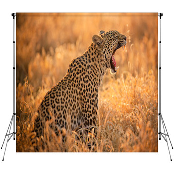 Leopard Yawning Fleece Backdrop