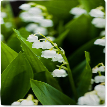 Lily Of The Valley Flowers With Water Drops  Baby Blanket