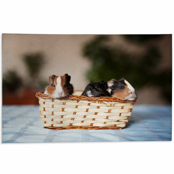 Guinea pig rug online