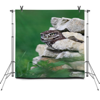 Little Owl Fleece Backdrop