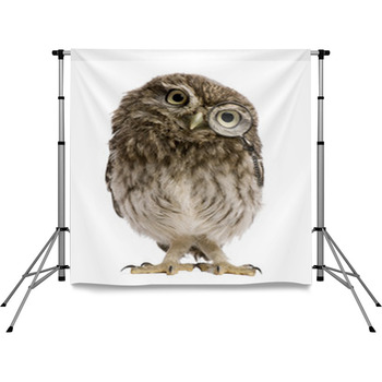 Little Owl Wearing Magnifying Pole Pocket Backdrop