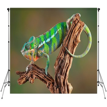 Lizard Backdrops