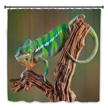 Lizard Bath Decor