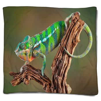 Lizard Blankets