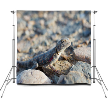 Lizard Custom Size Backdrop