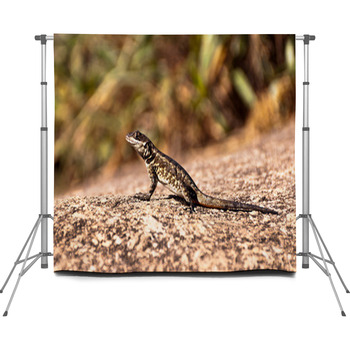 Lizard On Stone Custom Size Backdrop
