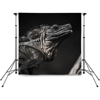 Lizard Pole Pocket Backdrop