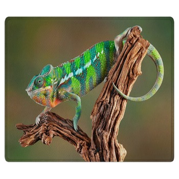 Lizard Rugs