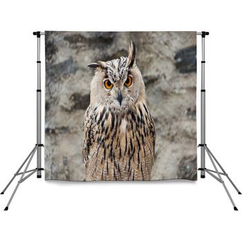 Long-eared Owl Portrait Pole Pocket Backdrop