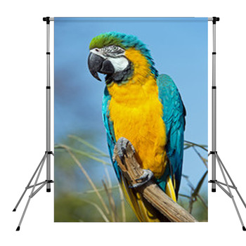 Macaw Parrot Pole Pocket Backdrop