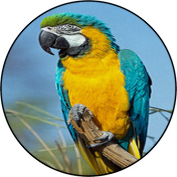 Macaw Parrot Round Rug