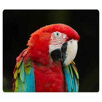 Macaws Parrots Area Rug