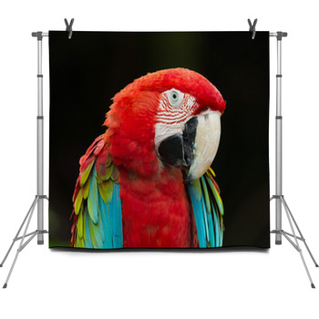 Macaws Parrots Fleece Backdrop