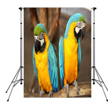 Macaws Pole Pocket Backdrop