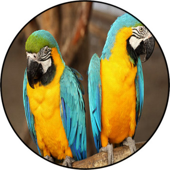 Macaws Round Rug