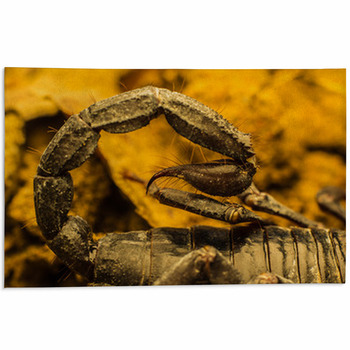 Macro Image Of The Stinger Of A Scorpion Area Rug