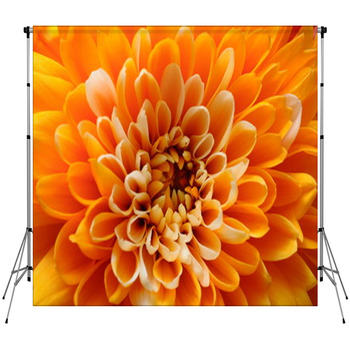 Macro Of Orange Aster Flower Custom Size Backdrop