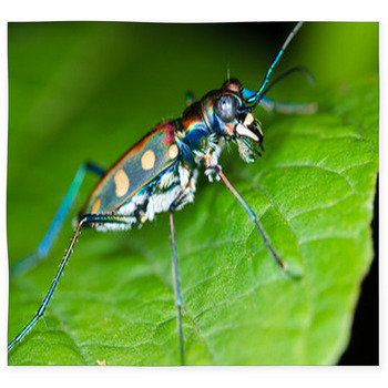 Macro Of Tiger Beetle On Green Custom Size Floor Mat