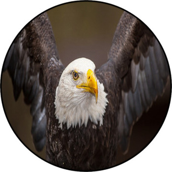 2x4 Milliken American Pride 02000 Opal Bald Eagle Area Rug Approx 2'8"x3'10" 
