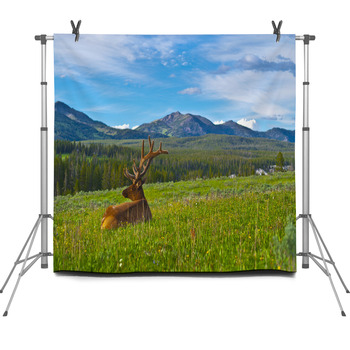 Male Elk With Large Antlers Fleece Backdrop