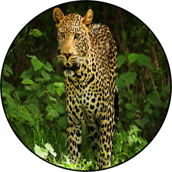 Male Leopard Round Rug