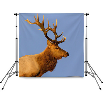 Male Tule Elk Close Up Outdoor Pole Pocket Backdrop