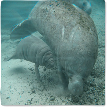 Manatee Fleece Blanket Throws | Free Personalization