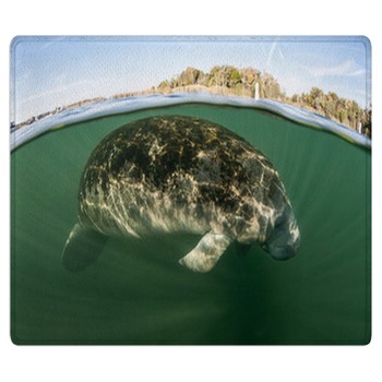 Manatee Rugs