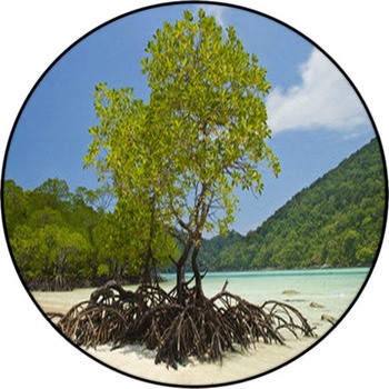 Mangrove And Roots On Sand Round Rug