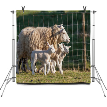 Many Sheep Fleece Backdrop