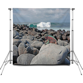 Marine Iguana Climbing Out Of Custom Size Backdrop