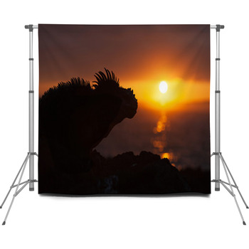 Marine Iguana, Galapagos Islands, Custom Size Backdrop