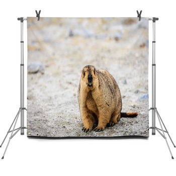 Marmot Fleece Backdrop