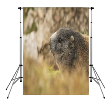 Marmot Portrait Pole Pocket Backdrop