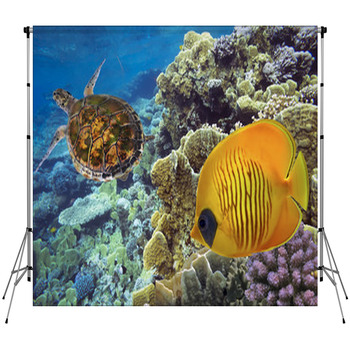 Masked Butterfly Fish And Turtle Custom Size Backdrop