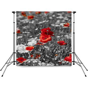 Meadow With Poppies -  Monochrome Pole Pocket Backdrop