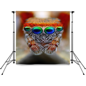 Mediterranean Jumping Spider Close  Pole Pocket Backdrop