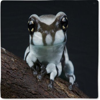 Milk Frog / Trachycephalus Resinifictrix Baby Blanket